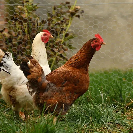 Oda ve Kahvaltı O Gre Des Sens Coufouleux